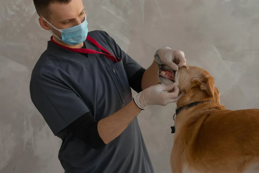 Veterinarias